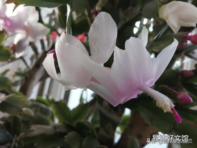 从花卉市场买回来的花盆的土为啥硬的很?怎么办呢?