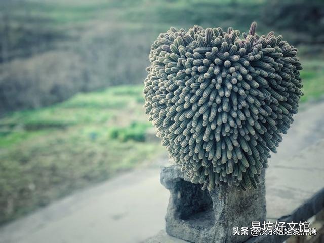 从花卉市场买回来的花盆的土为啥硬的很?怎么办呢?