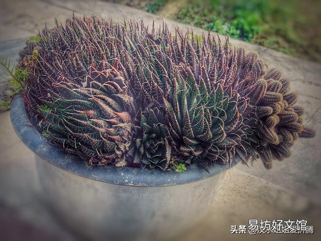 从花卉市场买回来的花盆的土为啥硬的很?怎么办呢?