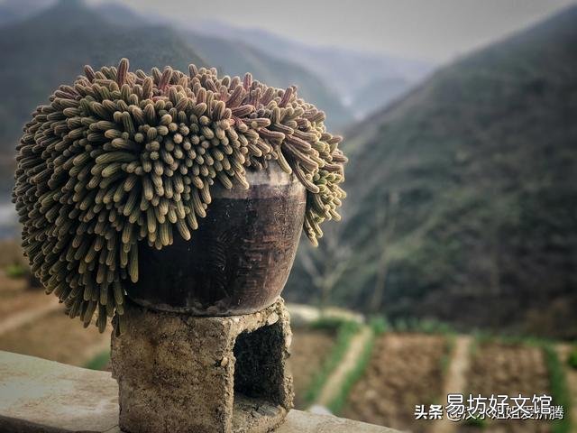 从花卉市场买回来的花盆的土为啥硬的很?怎么办呢?