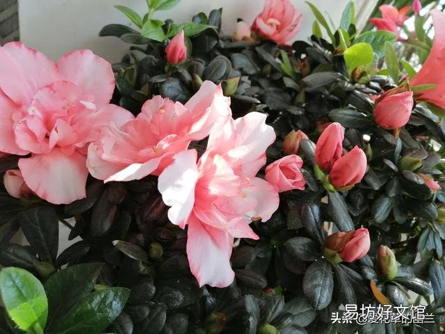 从花卉市场买回来的花盆的土为啥硬的很?怎么办呢?
