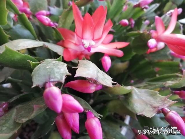从花卉市场买回来的花盆的土为啥硬的很?怎么办呢?