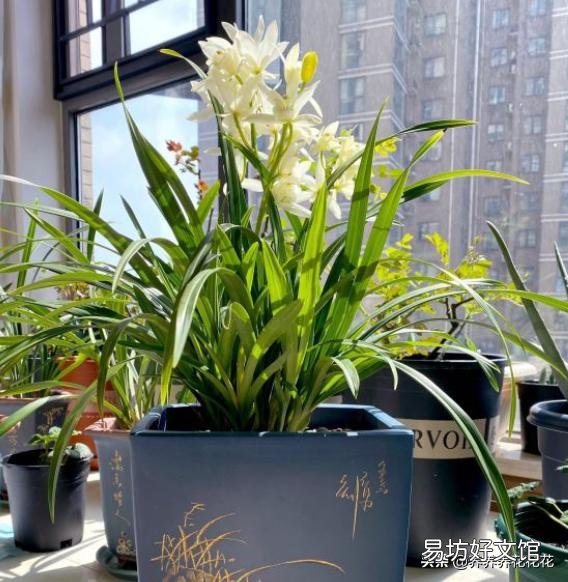 为什么我的兰草只发新苗不开花?