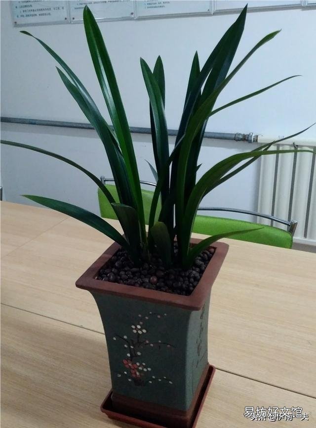 为什么我的兰草只发新苗不开花?