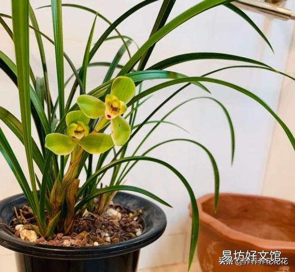 为什么我的兰草只发新苗不开花?