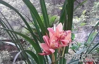 为什么我的兰草只发新苗不开花?