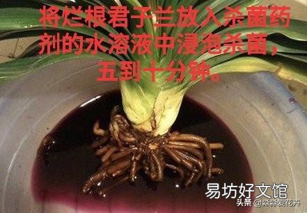 刚刚种上的无根君子兰能用淘米水浇吗?为什么?