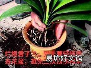 刚刚种上的无根君子兰能用淘米水浇吗?为什么?