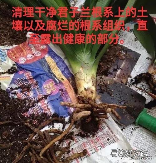 刚刚种上的无根君子兰能用淘米水浇吗?为什么?