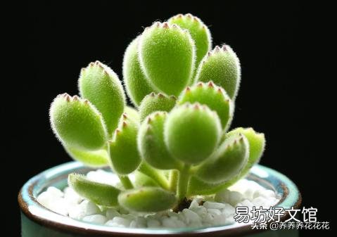 熊童子需要多久才能生长?日常养护时,该注意些什么?