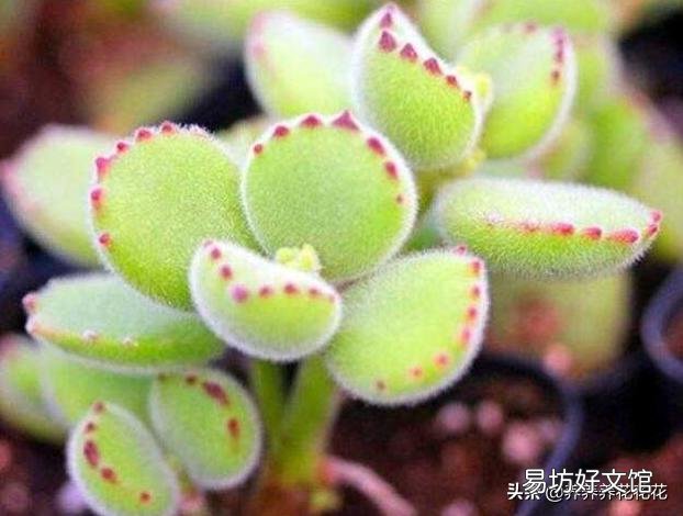 熊童子需要多久才能生长?日常养护时,该注意些什么?