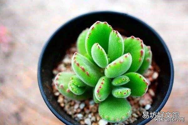 熊童子需要多久才能生长?日常养护时,该注意些什么?