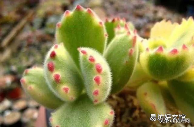 熊童子需要多久才能生长?日常养护时,该注意些什么?