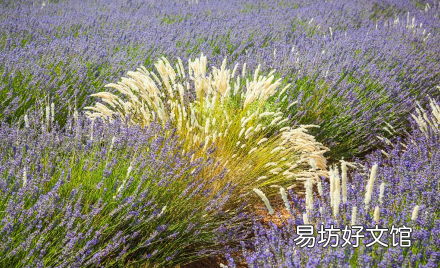 土命芒种交运交几天 土命人都是芒种后九天换运吗