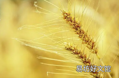芒种后九天交运哪些要注意的 ?2022芒种后九天交运包括当天吗