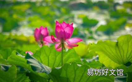 立夏饮食上有什么注意的 立夏来临之际补什么最好