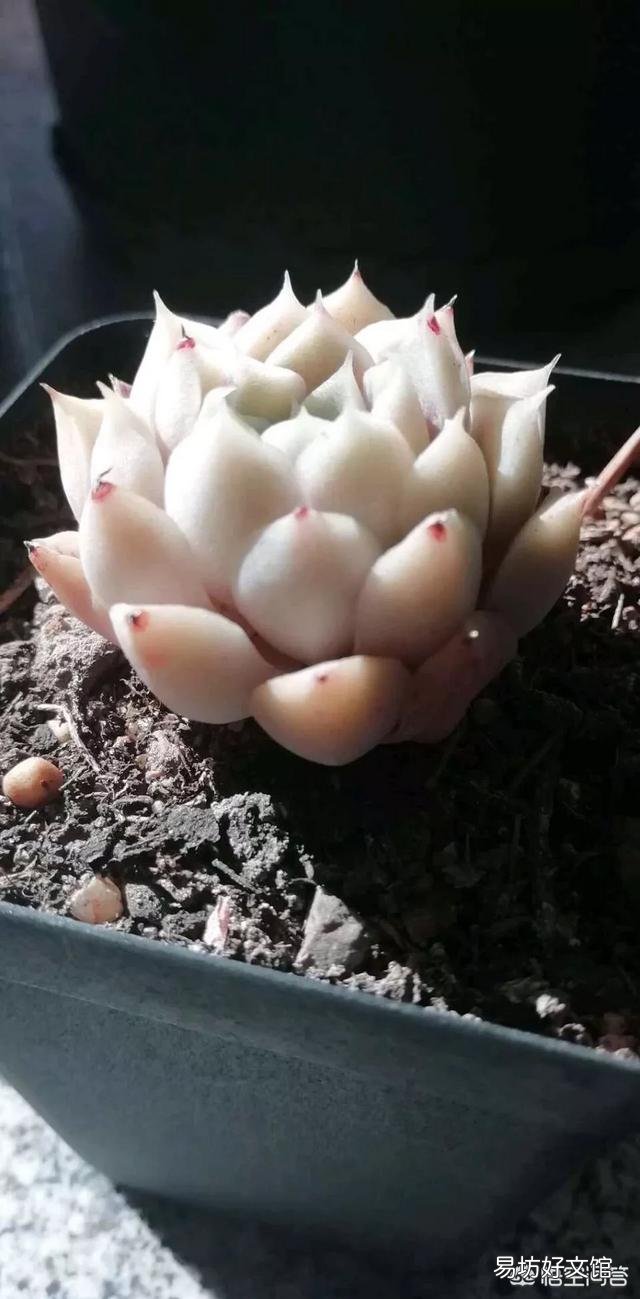 你知道你的多肉为什么活不过夏天吗?