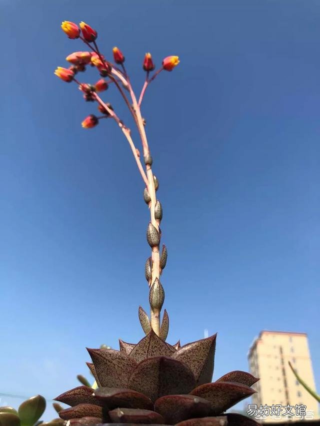 你知道你的多肉为什么活不过夏天吗?