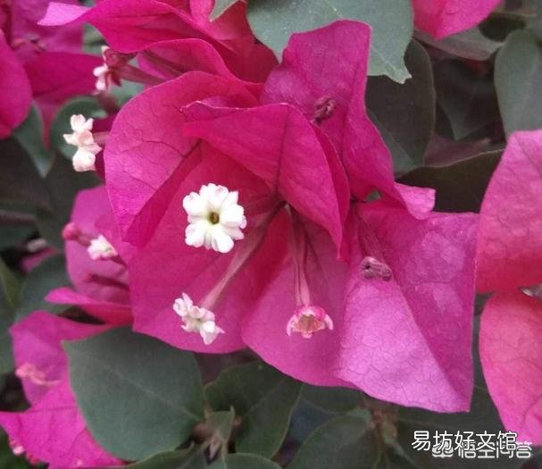 三角梅发芽需要多少温度?