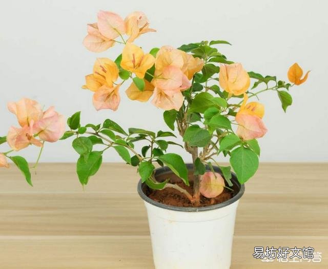 三角梅发芽需要多少温度?