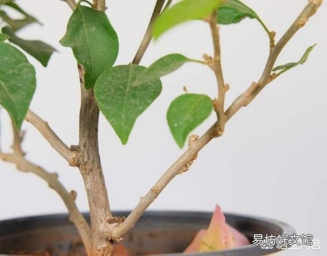 三角梅发芽需要多少温度?