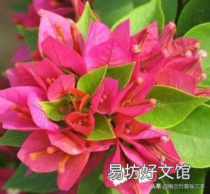 三角梅发芽需要多少温度?