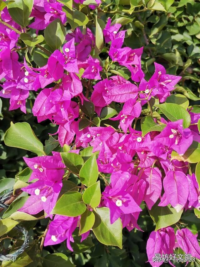 三角梅发芽需要多少温度?