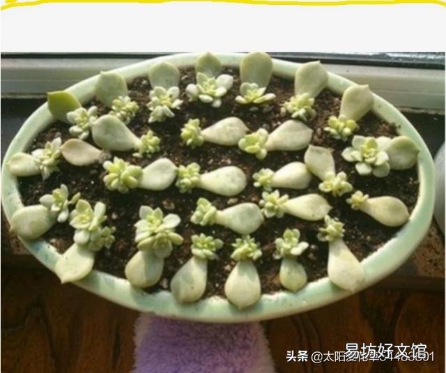 如何把各种肉肉扦插好,并且养出最绚丽的颜色呢?