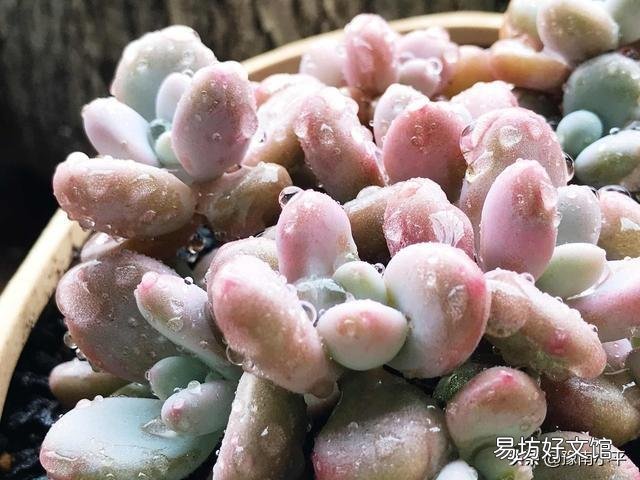 如何把各种肉肉扦插好,并且养出最绚丽的颜色呢?