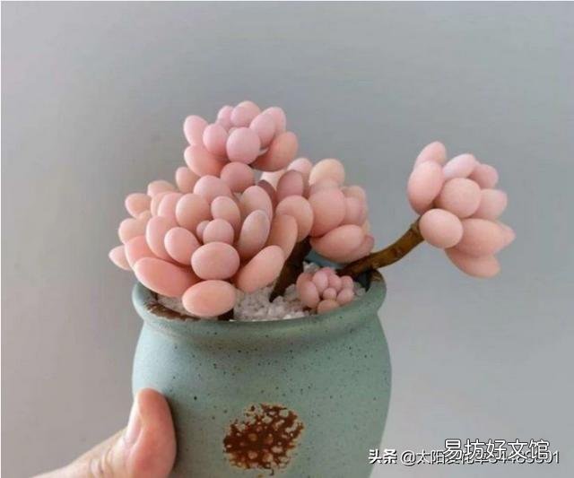 如何把各种肉肉扦插好,并且养出最绚丽的颜色呢?