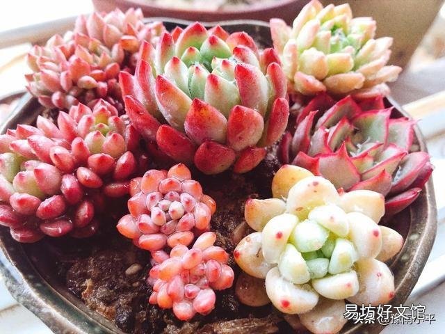 如何把各种肉肉扦插好,并且养出最绚丽的颜色呢?