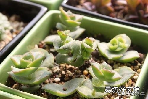 如何把各种肉肉扦插好,并且养出最绚丽的颜色呢?