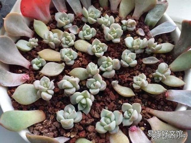 如何把各种肉肉扦插好,并且养出最绚丽的颜色呢?