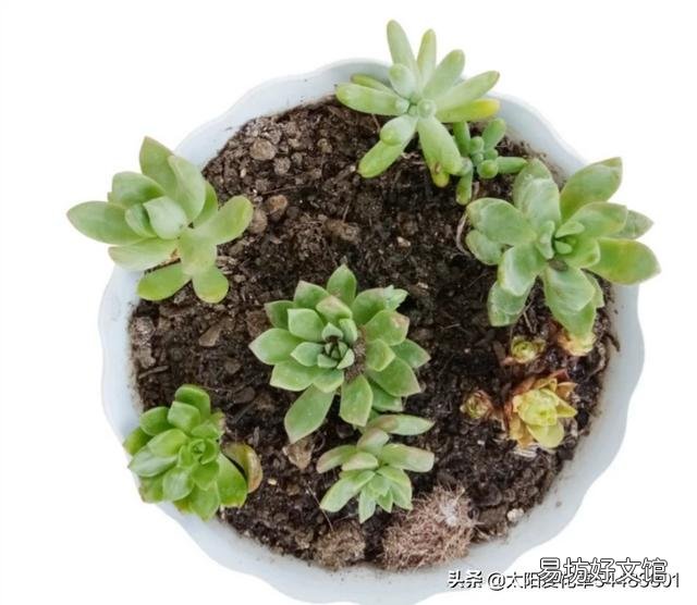 如何把各种肉肉扦插好,并且养出最绚丽的颜色呢?