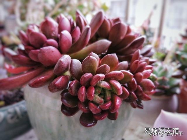 如何把各种肉肉扦插好,并且养出最绚丽的颜色呢?