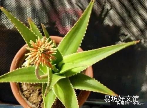 芦荟顶上长出枝了怎么办?