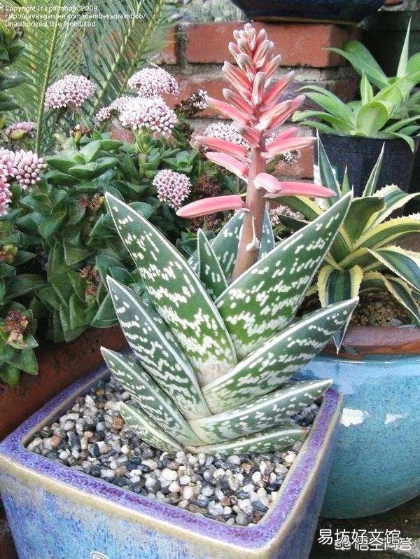 芦荟顶上长出枝了怎么办?