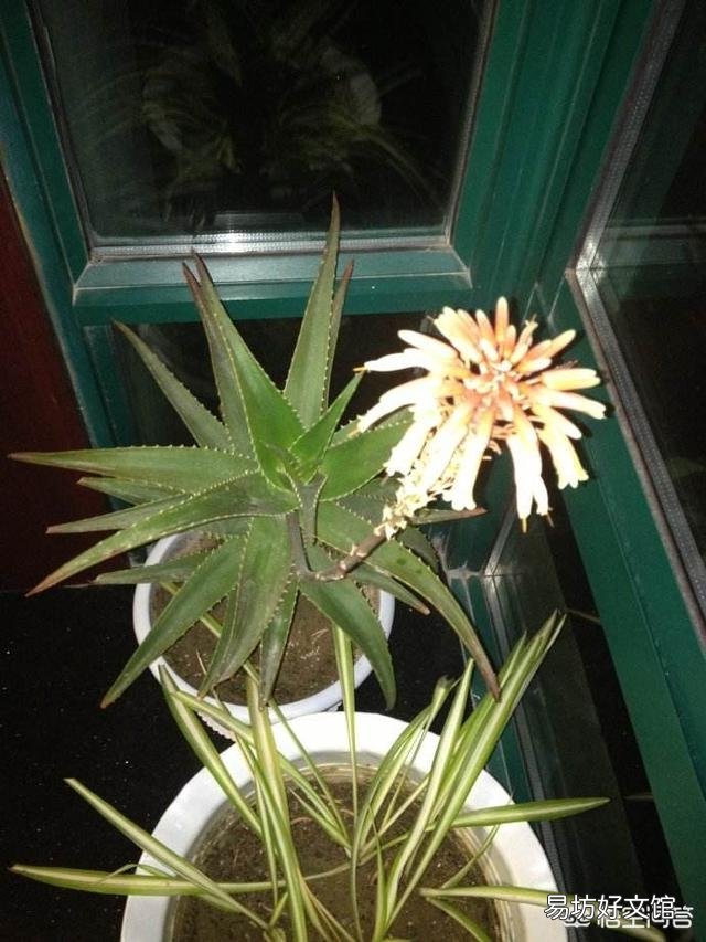 芦荟顶上长出枝了怎么办?