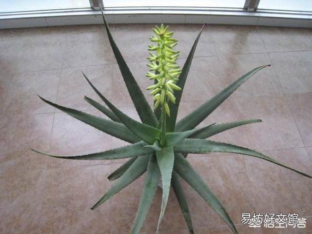 芦荟顶上长出枝了怎么办?