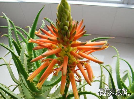 芦荟顶上长出枝了怎么办?