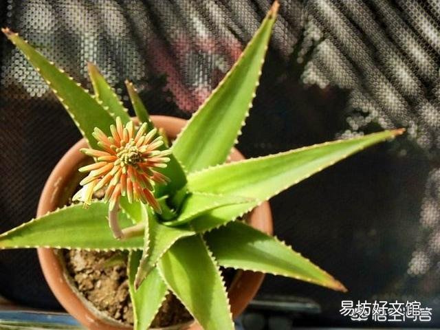 芦荟顶上长出枝了怎么办?