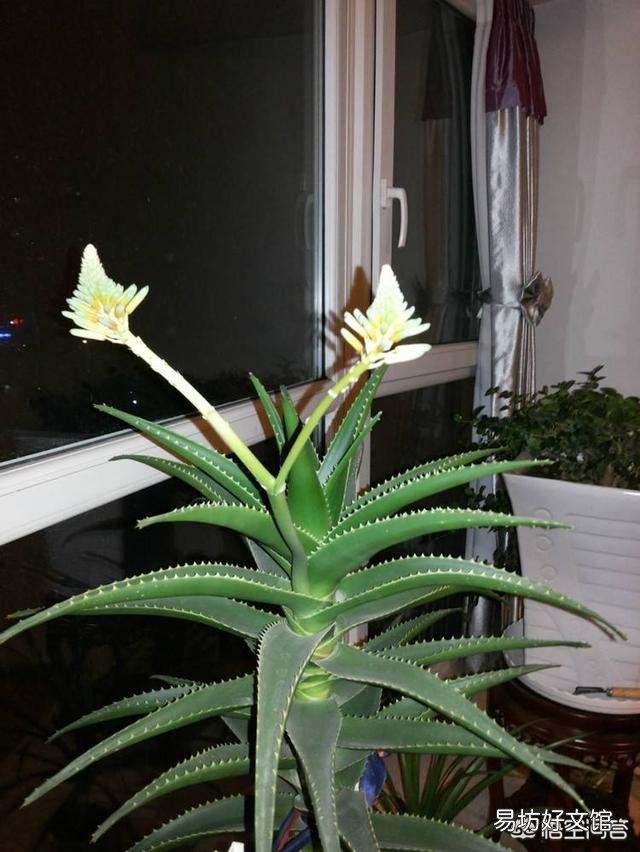 芦荟顶上长出枝了怎么办?