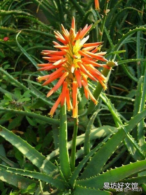 芦荟顶上长出枝了怎么办?