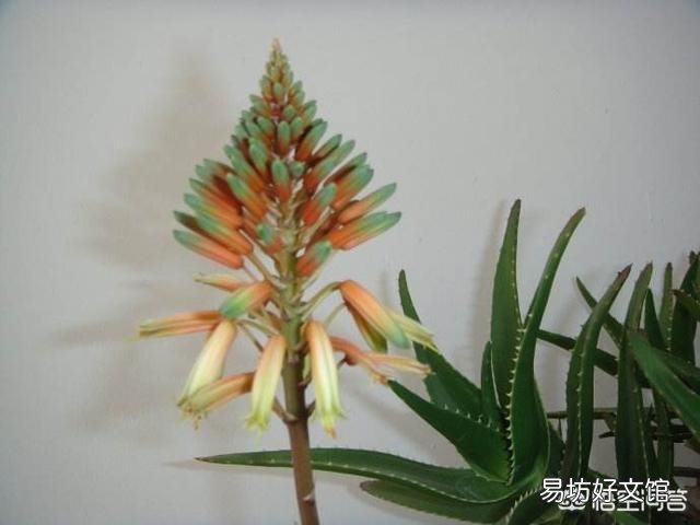 芦荟顶上长出枝了怎么办?
