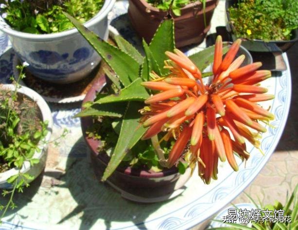 芦荟顶上长出枝了怎么办?