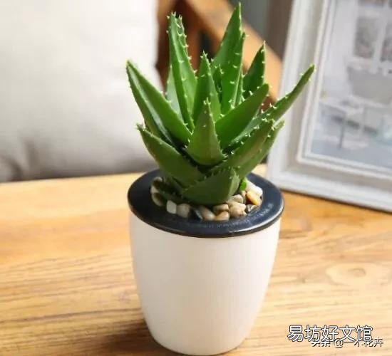 芦荟顶上长出枝了怎么办?