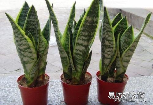 虎皮兰叶子扦插后需要用肥吗？