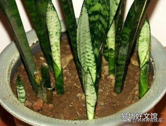 虎皮兰叶子扦插后需要用肥吗？