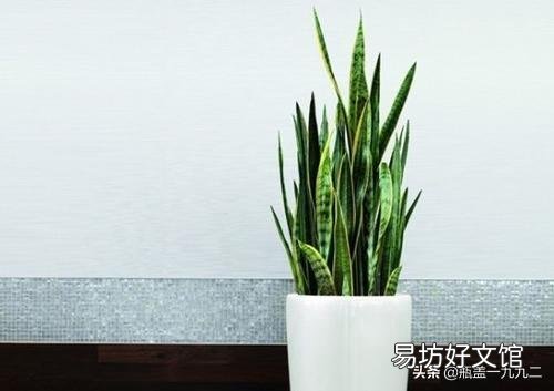 虎皮兰叶子扦插后需要用肥吗？