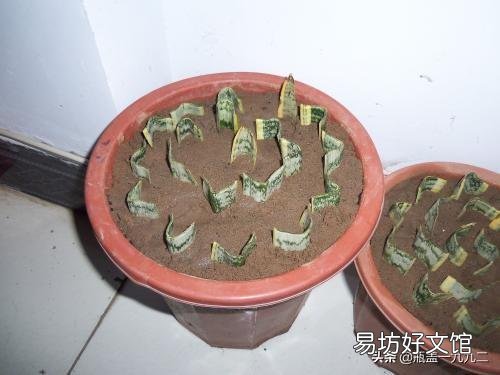 虎皮兰叶子扦插后需要用肥吗？